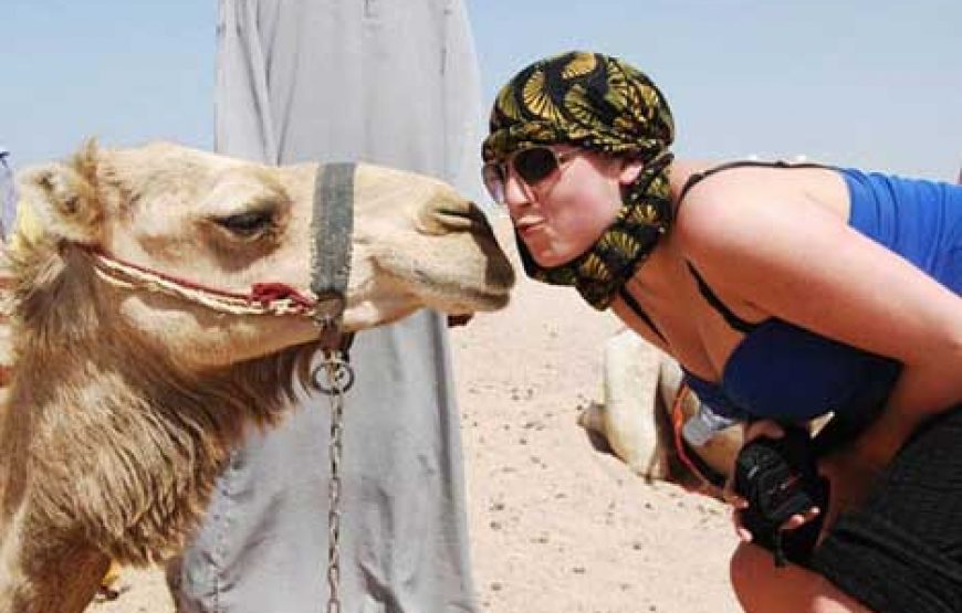 Hurghada: Family Safari