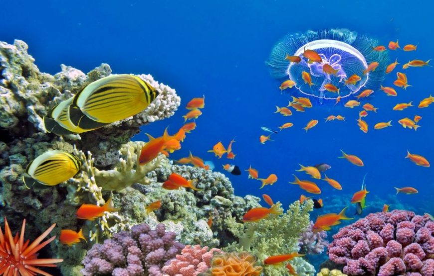 Hurghada: Fishing and Snorkeling Trip with Lunch and Pickup