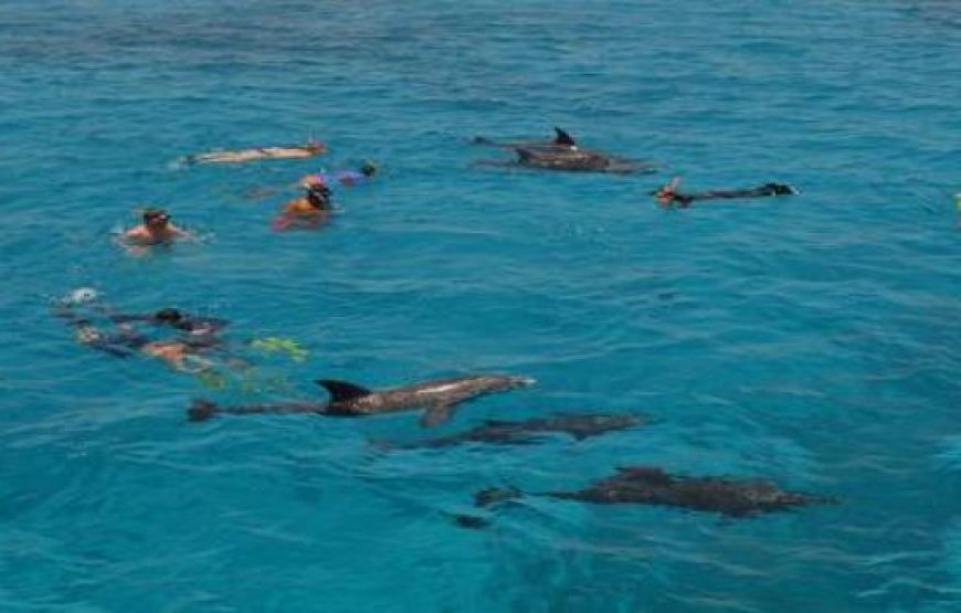 Хургада: дом с дельфинами