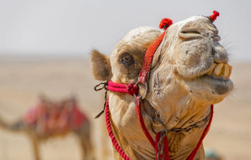 Ab Hurghada: Jeep-Safari, Kamelritt & Besuch im Beduinendorf