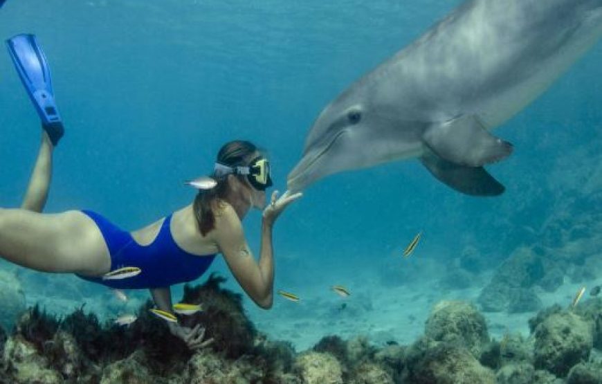 Hurghada: Schwimmen mit Delfinen, Schnorcheln & Mittagessen