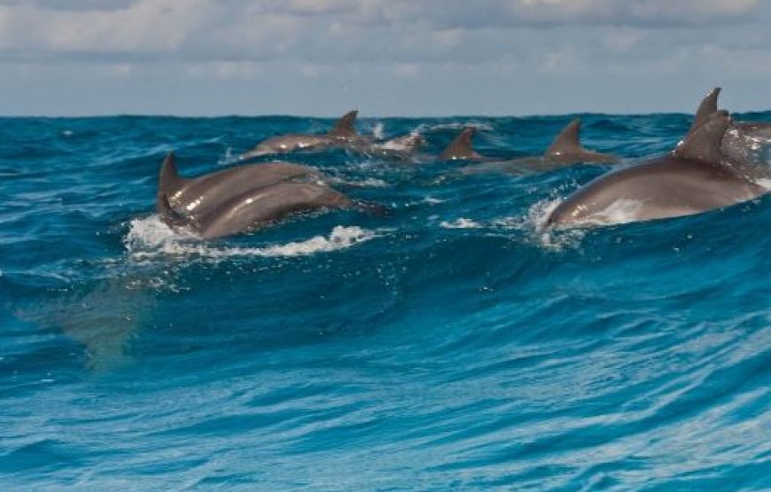 Hurghada: Schwimmen mit Delfinen, Schnorcheln & Mittagessen